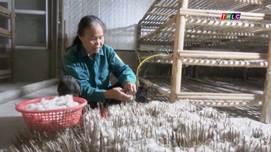 Hướng phát triển kinh tế mới ở Bảo Nhai