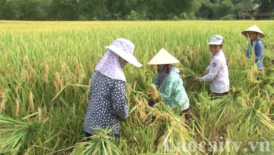 Khẩn trương thu hoạch vụ xuân, làm mùa