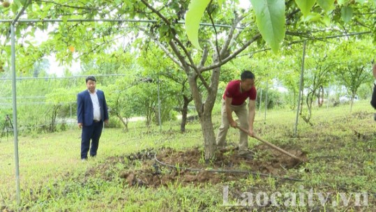 Lùng Thẩn phát triển cây ăn quả theo tiêu chuẩn VietGAP