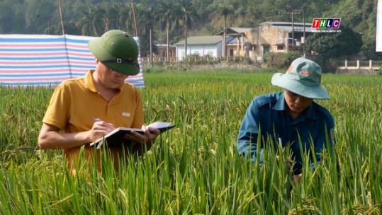 Khẩn trương phòng trừ bệnh đạo ôn cổ bông trên lúa xuân