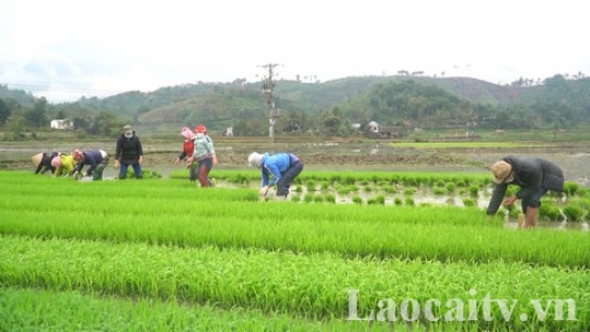 Tập trung sản xuất vụ mùa đúng khung thời vụ
