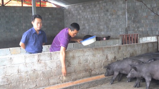 Duy trì và phát triển hiệu quả mô hình nuôi lợn đen bản địa