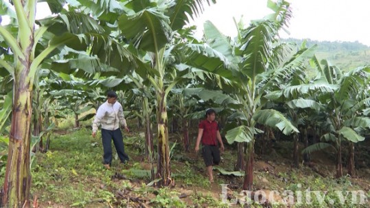 Sẽ tiến hành kiểm tra mã vùng trồng chuối của Lào Cai