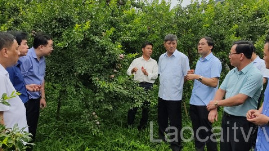 Đoàn công tác tỉnh Lào Cai thăm một số mô hình sản xuất nông nghiệp, du lịch tại tỉnh Sơn La