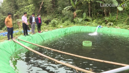 Người tiên phong nuôi cá nước lạnh ở Pờ Sì Ngài