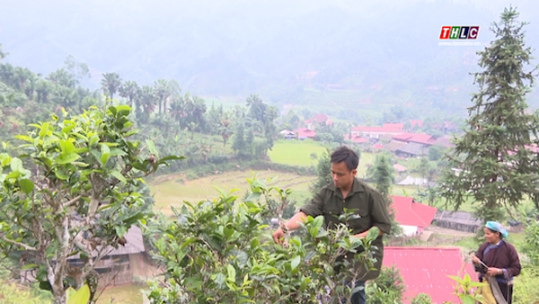 Bản Liền nỗ lực nâng cao thu nhập cho người dân