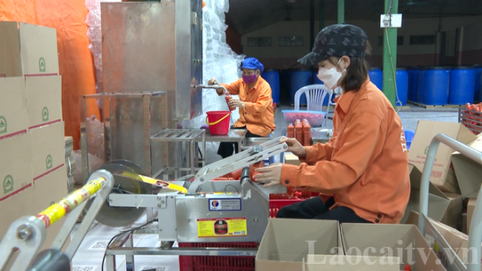 Chủ động tư vấn, giới thiệu việc làm