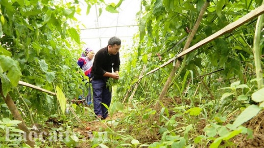 Trưởng thôn vùng cao mở hướng thoát nghèo