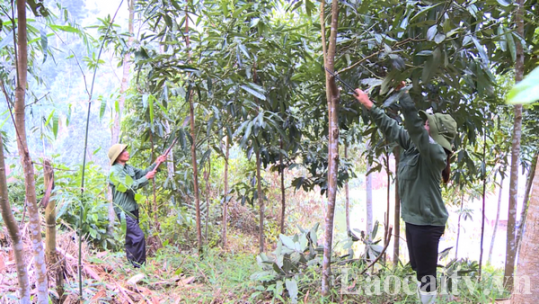 Nâng cao giá trị kinh tế lâm nghiệp thông qua chuỗi sản xuất
