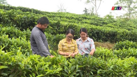 Phát huy vai trò đảng viên trong chuyển dịch cơ cấu kinh tế