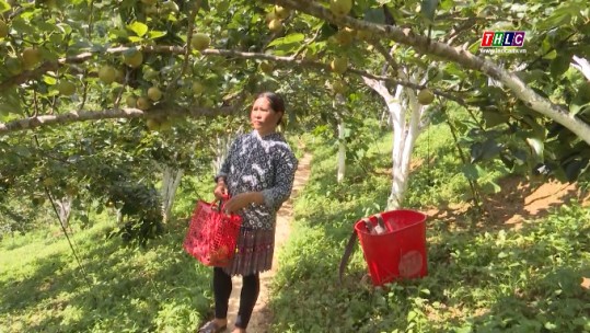 Bắc Hà được mùa lê VH6
