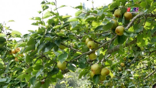 Nông dân Bắc Hà có nguồn thu gần 7 tỷ đồng từ lê VH6