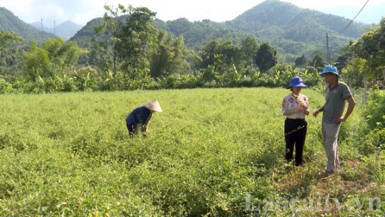 Thúc đẩy phát triển và nâng cao giá trị cây gia vị