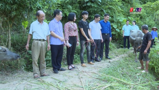 Hỗ trợ trâu sinh sản cho hộ nghèo xã Thống Nhất