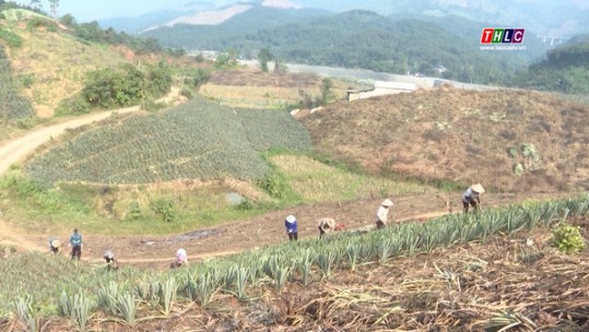 Mường Khương mở rộng diện tích trồng dứa trái vụ