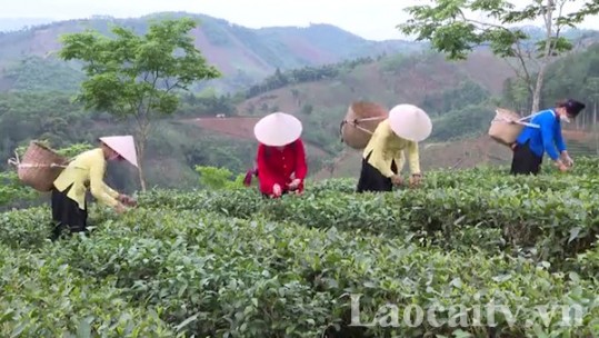 Bảo Yên phấn đấu giá trị ngành hàng chủ lực đạt 4.320 tỷ đồng