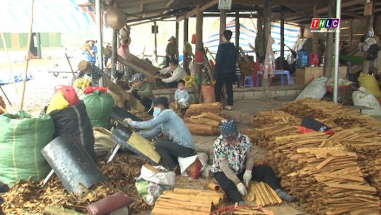 Bảo Thắng mở rộng, nâng cao chất lượng vùng quế