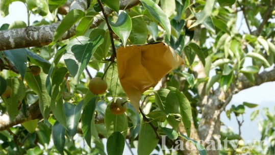 Đánh giá 2 giống cây ăn quả ôn đới mới
