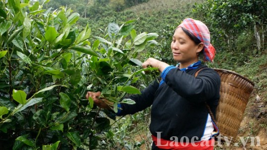 Bắc Hà có diện tích sản xuất đạt chứng nhận hữu cơ lớn nhất tỉnh