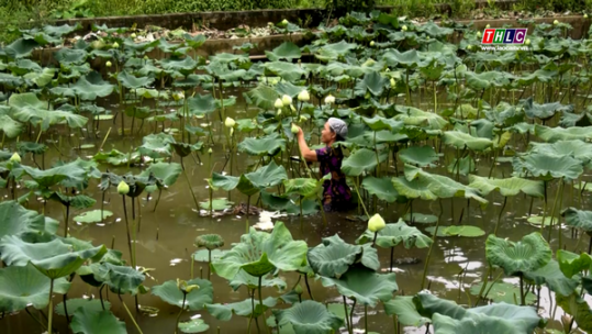 Cho đồng đất 