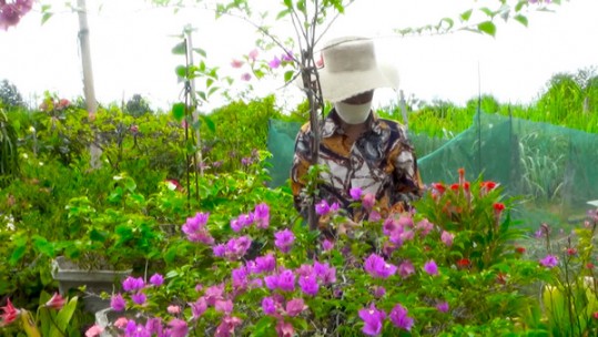 Xây dựng và nhân rộng các vườn mẫu ở Bảo Thắng