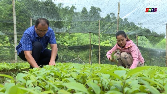 Hiệu quả các chi, tổ Hội Nông dân nghề nghiệp trong sản xuất nông nghiệp hàng hóa