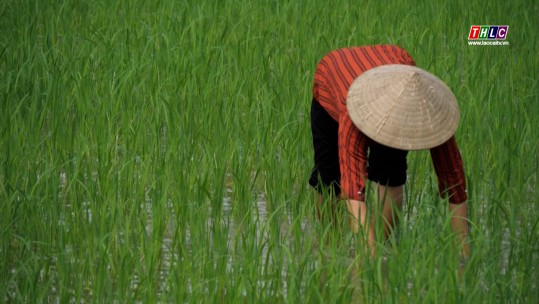 Nông dân Văn Bàn cấy hơn 4.000 ha lúa vụ mùa