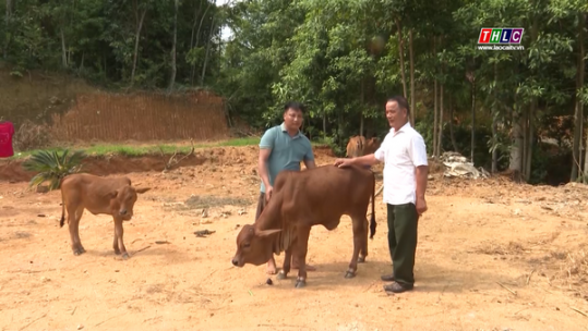 Hiệu quả mô hình hỗ trợ chăn nuôi gia súc sinh sản có thu hồi vốn