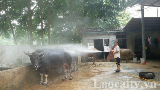 Giá trâu bò giảm, người dân Si Ma Cai “tiến thoái lưỡng nan”