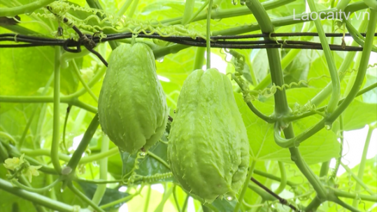 Sa Pa xây dựng sản phẩm đạt chuẩn OCOP