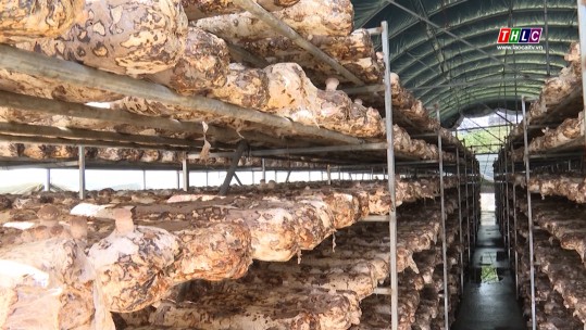Xây dựng sản phẩm nấm hương Sa Pa đạt chuẩn OCOP
