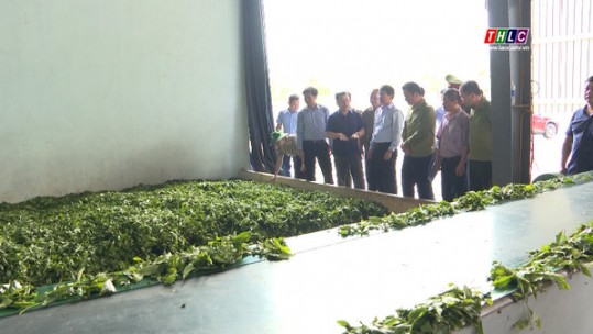 Mường Khương có 7 nhà máy chế biến chè