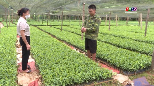 Gương thanh niên phát triển kinh tế lâm nghiệp