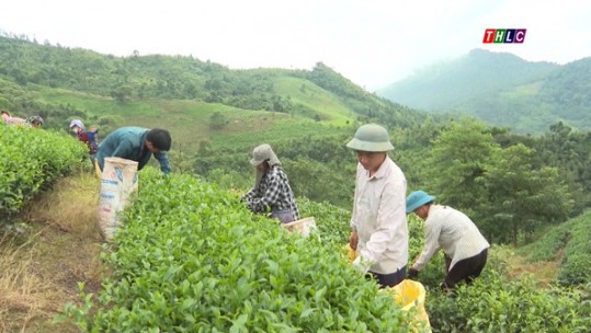 Thanh Bình đa dạng hóa cây trồng