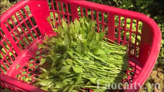 Tin thị trường 16/8: Giá cả một số loại rau, củ đặc sản