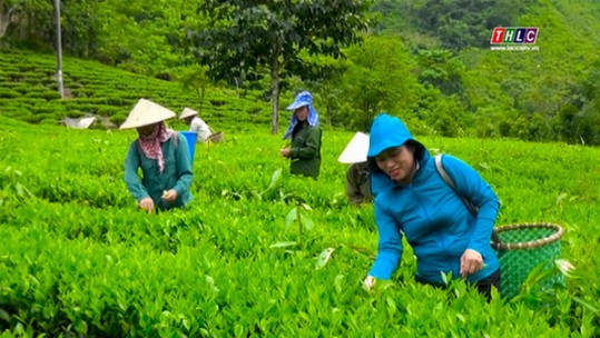 Phụ nữ Phong Hải học và làm theo Bác bằng những việc làm thiết thực