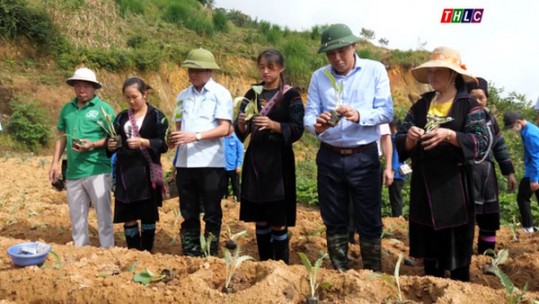 Phấn đấu đến năm 2025, Sa Pa trở thành vùng dược liệu trọng điểm của tỉnh