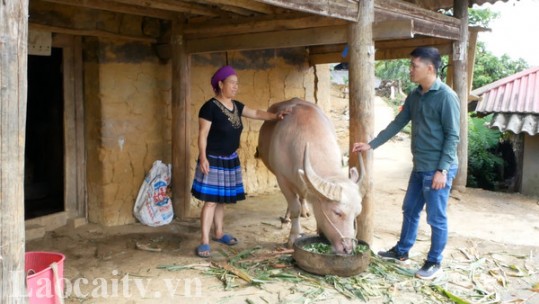 Có hay không hết chính sách hỗ trợ, đàn gia súc Si Ma Cai giảm?