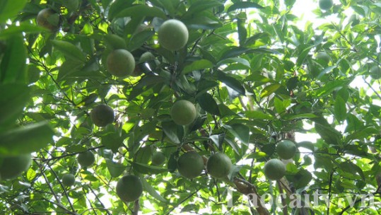 Văn Bàn phát triển vùng cam hữu cơ