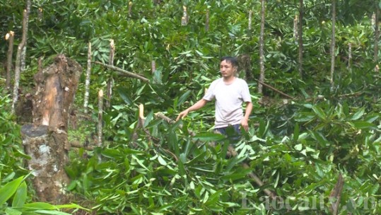 1 hộ dân ở Bảo Nhai bị chặt phá 600 cây quế
