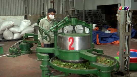 Phát huy vai trò của các doanh nghiệp, hợp tác xã trong sản xuất nông nghiệp hữu cơ
