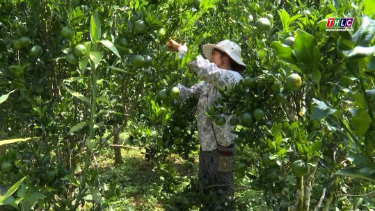 Mường Khương bước vào vụ thu hoạch quýt