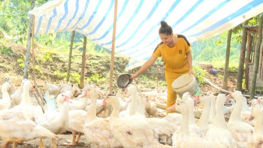 Động lực giúp phụ nữ Bảo Thắng phát triển kinh tế