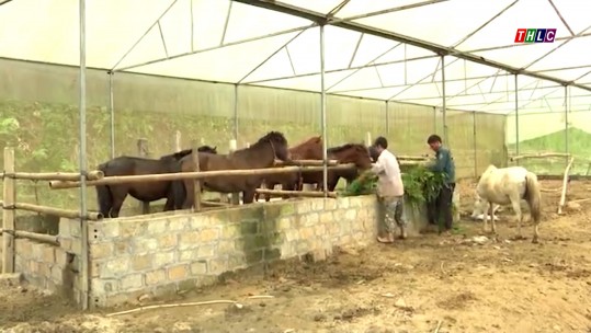 Bát Xát: Đồng bào dân tộc thiểu số quyết tâm thoát nghèo