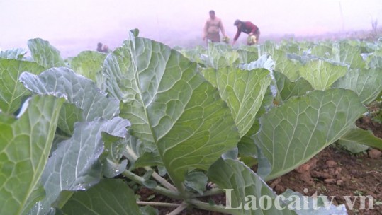 Lào Cai dự kiến trồng trên 4.200 ha cây vụ đông 2022