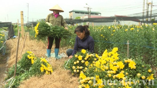 Phụ nữ Bảo Thắng phát huy tinh thần đoàn kết để phát triển kinh tế