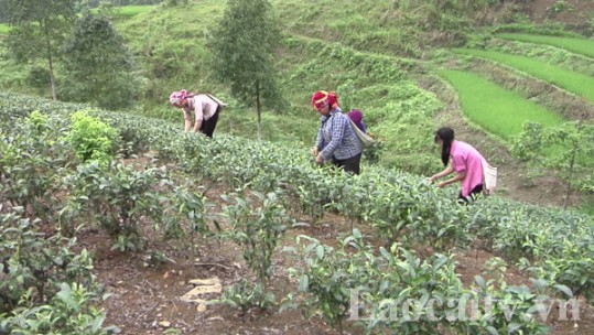 Bảo Yên giảm hơn 180 ha diện tích chè