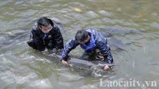 Giá cá nước lạnh ở Lào Cai tăng cao