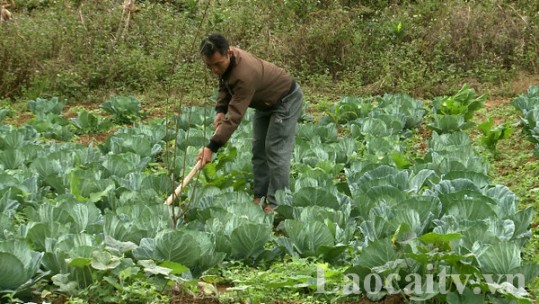 Vùng cao đẩy mạnh sản xuất theo nhu cầu thị trường