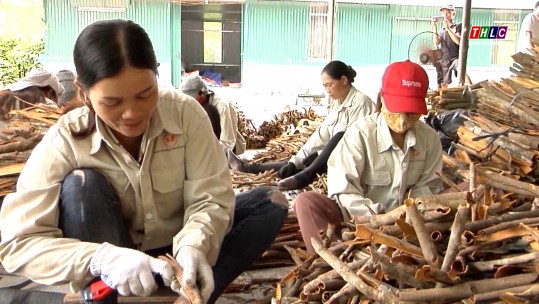 Bảo Thắng hướng tới mục tiêu phát triển vùng nguyên liệu quế sạch